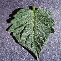 Garden Leaf Sample