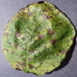 Crop Leaf Sample